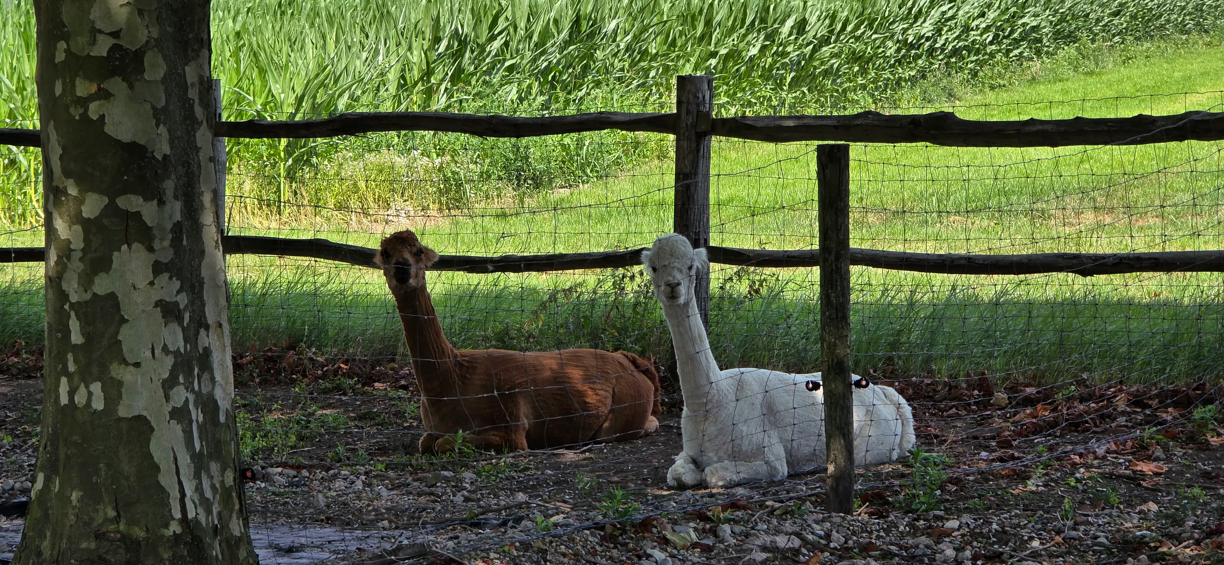 Een bruine en een witte alpaca liggen in de schaduw bij een houten hek in het weiland van De Walkant.