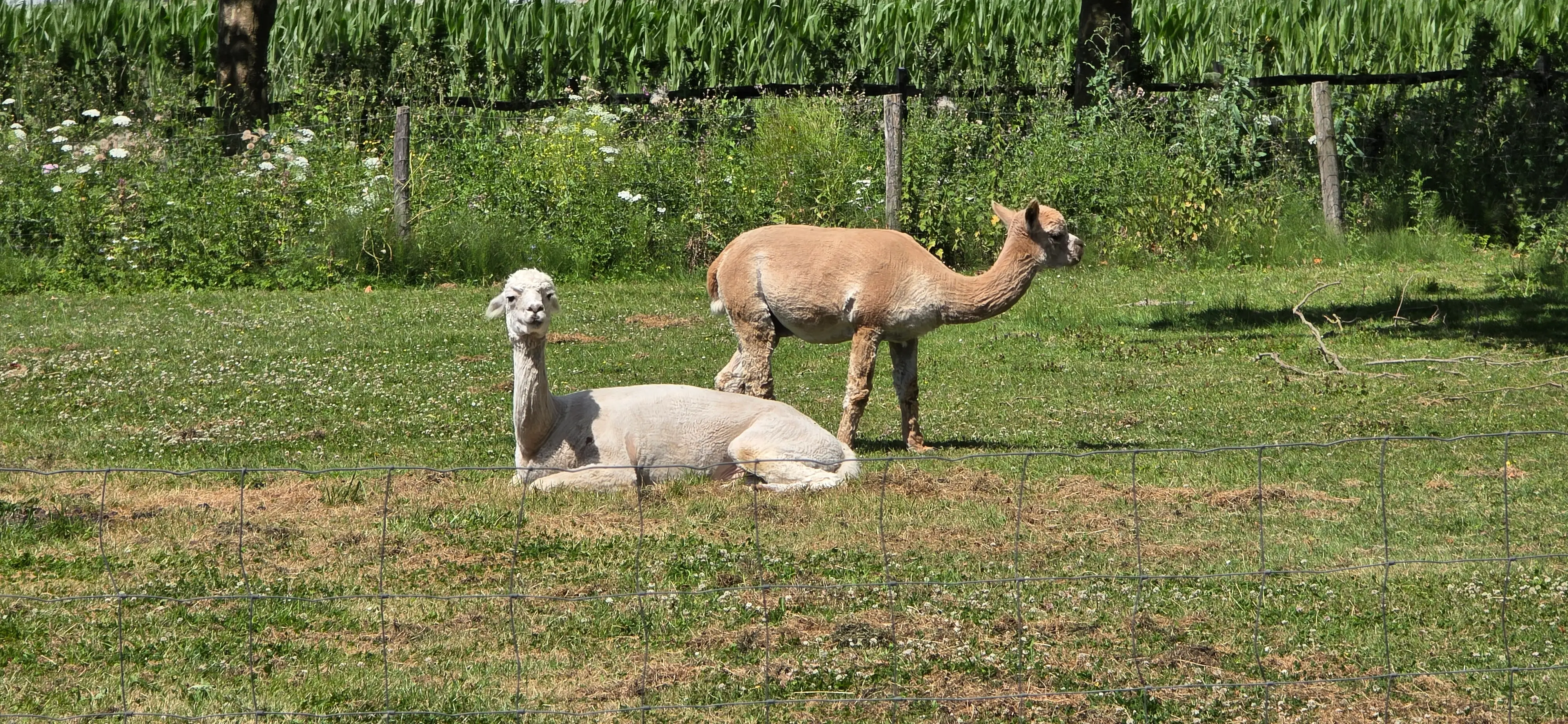 Twee alpaca's in de groene wei bij De Walkant, één liggend en één staand.